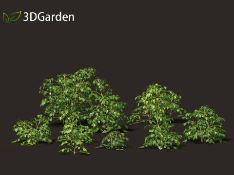 Radermachera sinica - China Doll Plant 01 3D Model