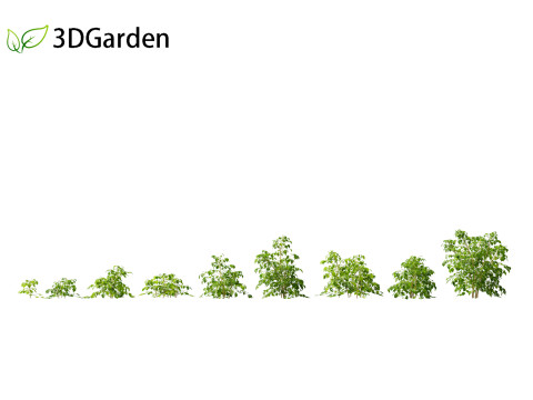 Radermachera sinica - China Doll Plant 01 3D Model