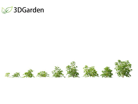 Radermacera sinica - Китайский завод кукол 01 3D Модель