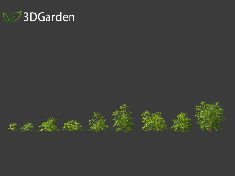 Radermachera sinica - China Doll Plant 01 3D Model