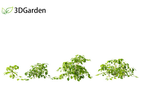 Radermachera sinica - China Doll Plant 01 3D Model