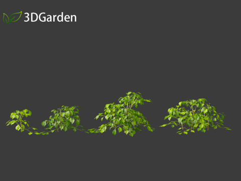 Radermachera sinica - China Doll Plant 01 3D Model