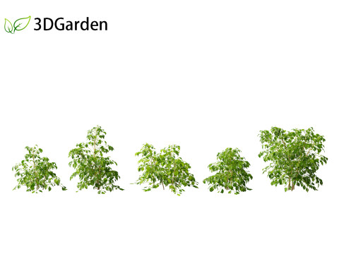Radermachera sinica - China Doll Plant 01 3D Model