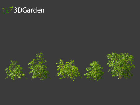 Radermachera sinica - China Doll Plant 01 3D Model