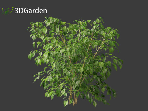 Radermachera sinica - China Doll Plant 01 3D Model