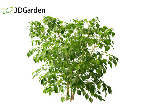 Radermachera sinica - China Doll Plant 01 3D Model