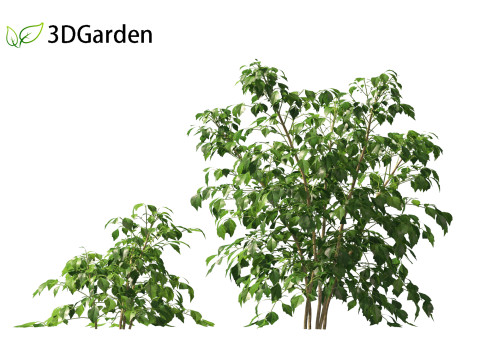 Radermachera sinica - China Doll Plant 01 3D Model