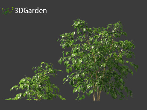 Radermachera sinica - China Doll Plant 01 3D Model