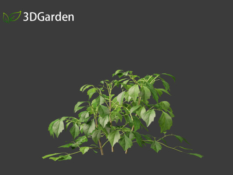 Radermachera sinica - China Doll Plant 01 3D Model