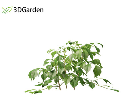 Radermachera sinica - China Doll Plant 01 3D Model