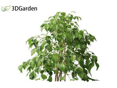 Radermachera sinica - China Doll Plant 01 3D Model
