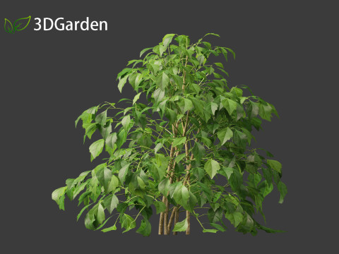 Radermachera sinica - China Doll Plant 01 3D Model