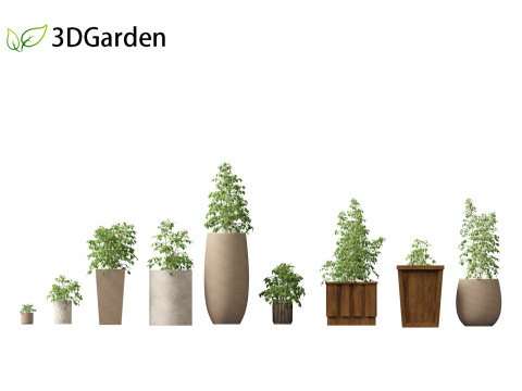 Radermachera sinica - China Doll Plant 02 3D Model