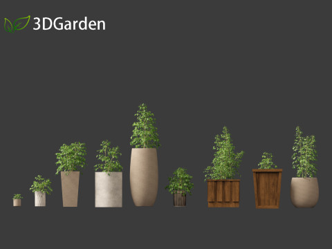 Radermachera sinica - China Doll Plant 02 Modelo 3D