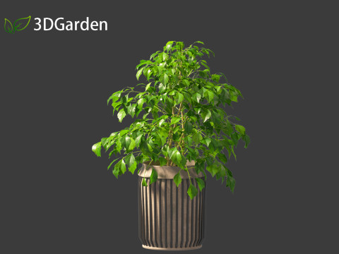Radermachera sinica - China Doll Plant 02 Modelo 3D