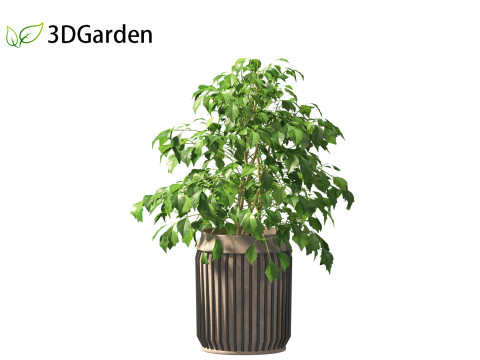 Radermachera sinica - China Doll Plant 02 Modelo 3D