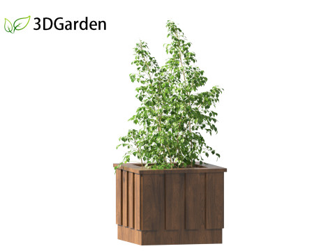 Radermachera sinica - China Doll Plant 02 Modelo 3D