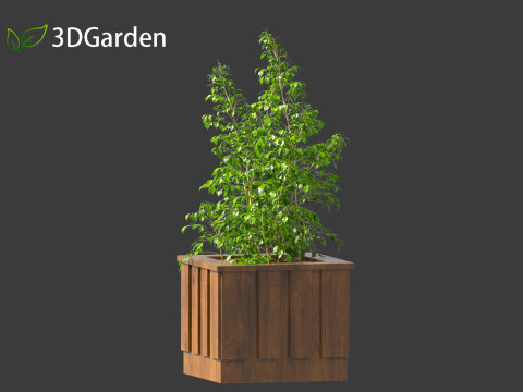 Radermachera sinica - China Doll Plant 02 Modelo 3D