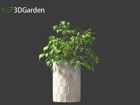 Radermachera sinica - China Doll Plant 02 Modelo 3D