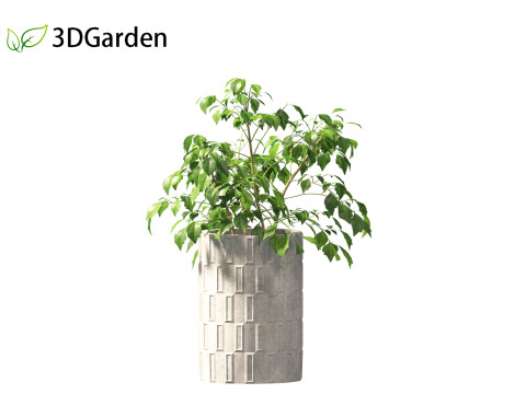 Radermachera sinica - China Doll Plant 02 Modelo 3D