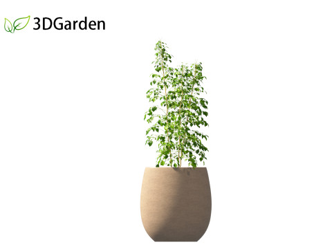 Radermachera sinica - China Doll Plant 02 Modelo 3D