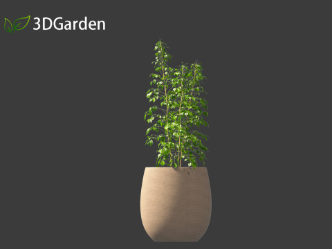 Radermachera sinica - China Doll Plant 02 Modelo 3D