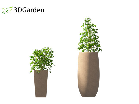 Radermachera sinica - China Doll Plant 02 Modelo 3D