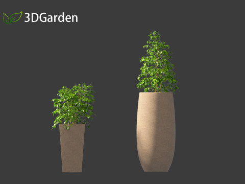 Radermachera sinica - China Doll Plant 02 Modelo 3D