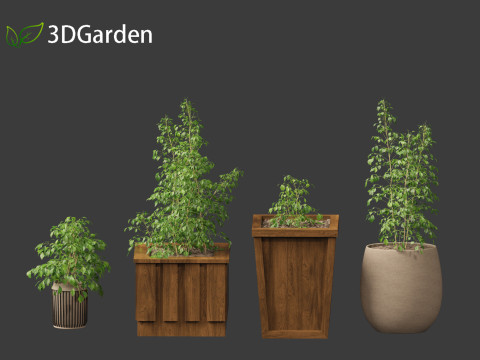 Radermachera sinica - China Doll Plant 02 Modelo 3D