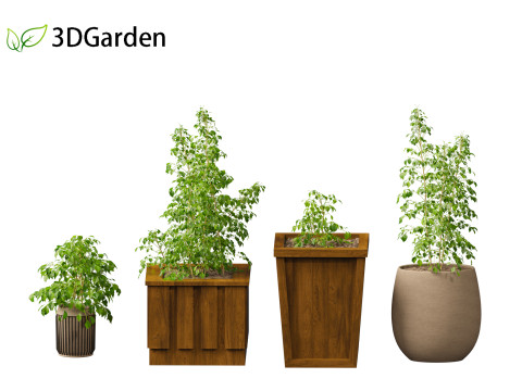 Radermachera sinica - China Doll Plant 02 Modelo 3D