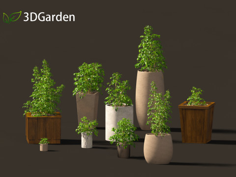 Radermachera sinica - China Doll Plant 02 Modelo 3D