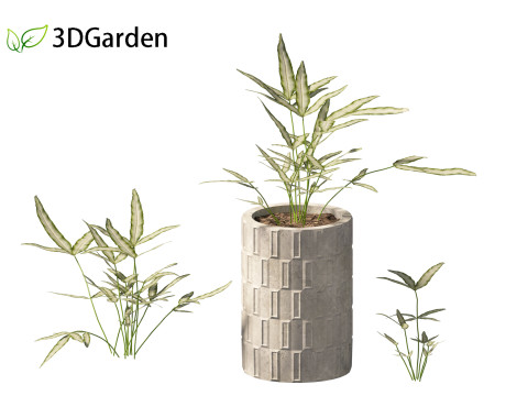 Pteris ensiformis -Sword Brake 3D Model