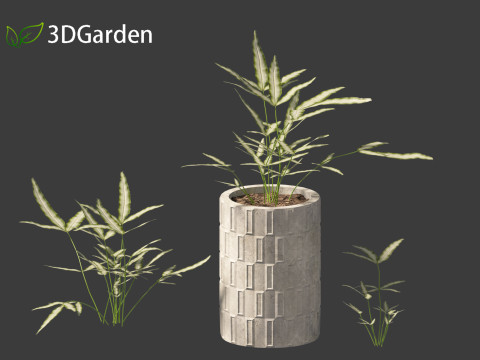 Pteris ensiformis -Sword Brake 3D Model