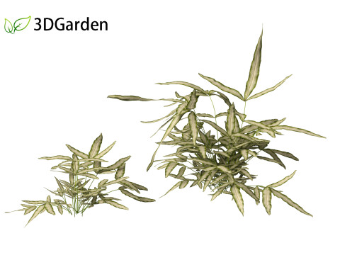 Pteris ensiformis -Sword Brake 3D Model