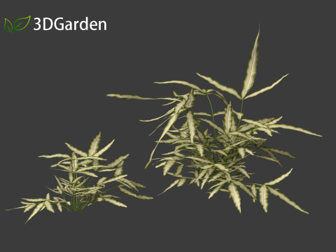 Pteris ensiformis -Sword Brake 3D Model