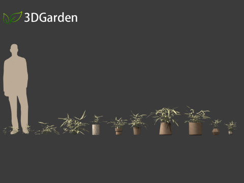 Pteris ensiformis -Sword Brake 3D Model