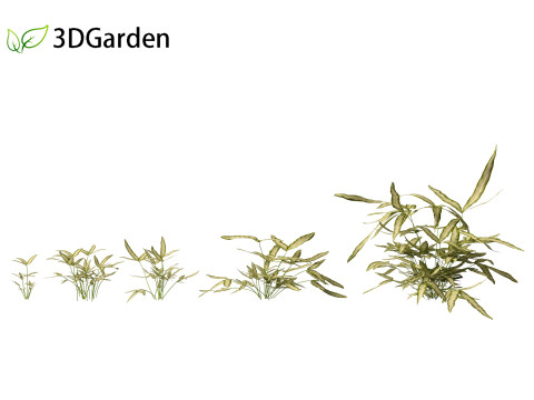 Pteris ensiformis -Sword Brake 3D Model