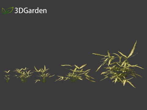 Pteris ensiformis -Sword Brake 3D Model