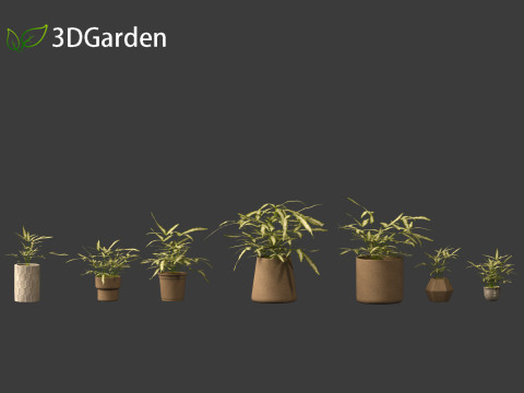 Pteris ensiformis -Sword Brake 3D Model