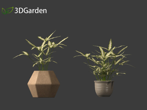 Pteris ensiformis -Sword Brake 3D Model
