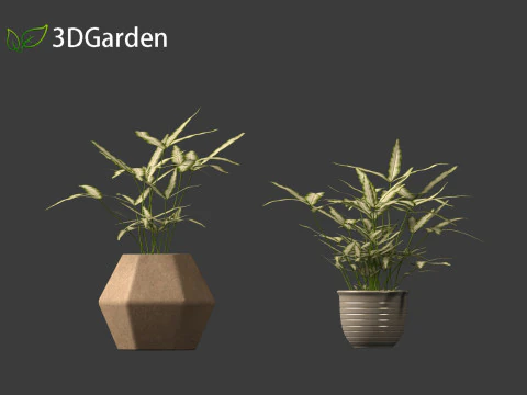 Pteris ensiformis -Sword Brake 3D Model
