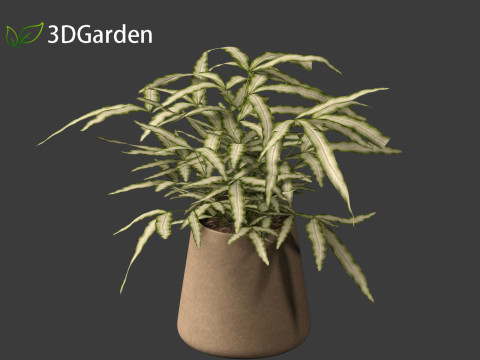 Pteris ensiformis -Sword Brake 3D Model