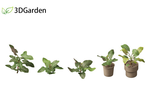 Philodendron erubescens - Blushing Philodendron 3D Model