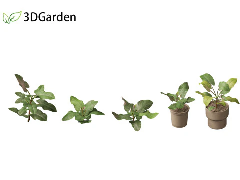 Philodendron erubescens - Blushing Philodendron 3D Model