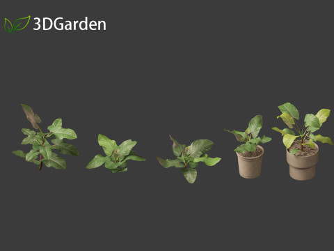 Philodendron erubescens - Blushing Philodendron 3D Model