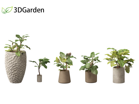 Philodendron erubescens - Blushing Philodendron 3D Model
