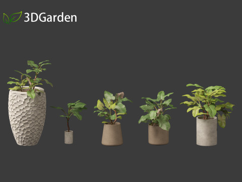 Philodendron erubescens - Blushing Philodendron 3D Model