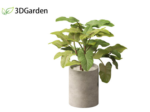 Philodendron erubescens - Blushing Philodendron 3D Model