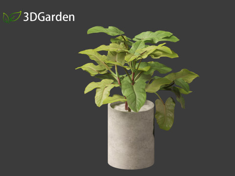 Philodendron erubescens - Blushing Philodendron 3D Model