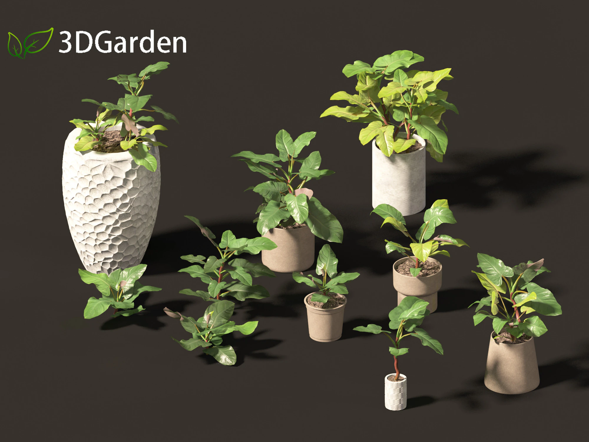 Philodendron erubescens - Blushing Philodendron 3D Model .c4d .max .obj .3ds .fbx .stl .blend 